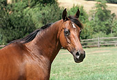 HOR 01 RK1442 13
Head Shot Of Bay Arabian Stallion Standing In Paddock