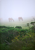 HOR 01 RK1484 02
Horses Grazing On Green Pasture In Fog