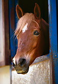 HOR 01 RK1489 01
Head Shot Of Chestnut Arabian Horse Peering Out Stall