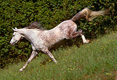 HOR 01 RK1499 03
Profile Of Dapple Gray Arabian Horse Descending Hill By Shrubs
