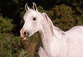 HOR 01 RK1526 08
Close-Up Of Dapple Gray Arabian Stallion Standing By Shrubs