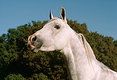 HOR 01 RK1527 01
Head Shot Of Dapple Gray Arabian Stallion Blue Sky And Trees