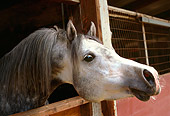 HOR 01 RK1528 01
Head Shot Of Dapple Gray Arabian Stallion In Stall