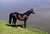 HOR 01 RK1531 28
Black Arabian Stallion Standing By Water