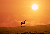 HOR 01 RK1556 03
Profile Of Arabian Horse Galloping On Pasture Special Effects Sun