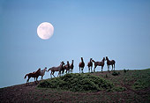 HOR 01 RK1559 07
A Herd Of Arabian Horses Standing On Hill Special Effects Moon