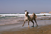 HOR 01 RK1561 04
Dapple Gray Arabian Stallion Cantering On Wet Sand At Beach