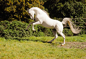 HOR 01 RK1572 10
White Arabian Stallion Rearing On Pasture By Shrubs Trees