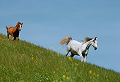 HOR 01 RK1574 10
Chestnut And Gray Arabian Horses Descending Grass Hills