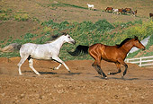 HOR 01 RK1581 02
Profile Of Dapple Gray And Bay Arabian Horses Galloping On Dirt