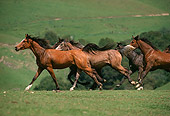 HOR 01 RK1597 39
A Herd Of Arabian Horses Galloping On Green Pasture In Paddock