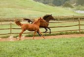 HOR 01 RK1601 02
Chestnut And Bay Arabian Horses Galloping In Paddock