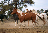 HOR 01 RK1634 14
Paint Horses Trotting On Dirt By Tree