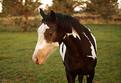 HOR 01 RK1639 01
Close Up Of Black And White Paint Horse On Pasture