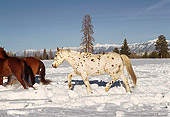 HOR 01 RK1649 02
Profile Shot Of Appaloosa Horse Trotting On Snow Blue Sky