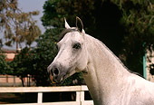 HOR 01 RK1666 01
Head Shot Of Gray Arabian Horse In Paddock