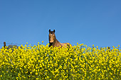 HOR 01 RK1742 01
Head Shot Of Grullo Horse In Yellow Flower Field