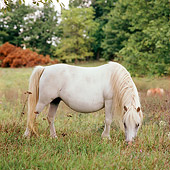 HOR 01 RS0014 01
Shetland Pony Grazing In Pasture Trees Background
