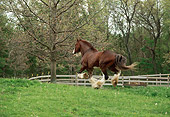 HOR 01 RS0044 01
Clydesdale Cantering In Pasture By Fence And Trees Rear View