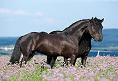 HOR 01 SS0101 01
Two Friesian Horses Standing In Field Of Purple Wildflowers