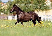 HOR 01 SS0116 01
Black Paso Fino Trotting In Pasture