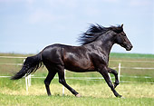 HOR 01 SS0117 01
Black Paso Fino Cantering In Pasture