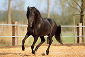 HOR 01 SS0118 01
Black Paso Fino Cantering In Arena