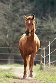 HOR 01 SS0119 01
Chestnut Paso Fino Trotting In Pasture