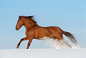 HOR 01 SS0120 01
Bay Paso Fino Galloping In Snow