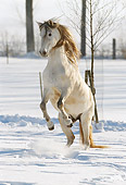 HOR 01 SS0121 01
Gray Paso Fino Rearing In Snow