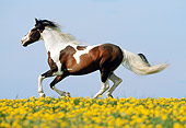 HOR 01 SS0122 01
Bay Pinto Paso Fino Stallion Cantering In Pasture Of Yellow Wildflowers