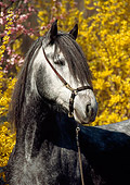 HOR 01 SS0123 01
Head Shot Of Gray Paso Fino Stallion By Yellow Flowers