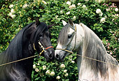 HOR 01 SS0124 01
Head Shot Of Gray And Black Paso Finos By White Flowers