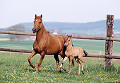HOR 01 SS0125 01
Chestnut Paso Fino Mare And Foal Trotting In Pasture