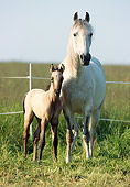 HOR 01 SS0126 01
Gray Paso Fino Mare And Foal Standing In Pasture