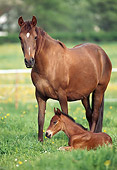HOR 01 SS0127 01
Chestnut Peruvian Paso Mare And Foal Standing And Laying In Pasture