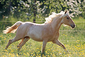 HOR 01 SS0128 01
Palomino Missouri Foxtrotter Cantering In Pasture