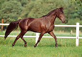 HOR 01 SS0129 01
Black Missouri Fox Trotter Trotting In Pasture