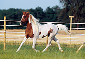 HOR 01 SS0130 01
Pinto Arabian Trotting In Pasture