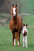 HOR 01 SS0131 01
Pinto Arabian Mare And Foal Standing In Pasture