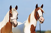 HOR 01 SS0132 01
Head Shot Of Two Pinto Arabians