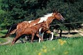 HOR 01 SS0133 01
Paint Horse Mare And Foal Running In Pasture