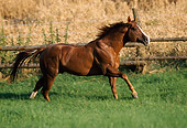 HOR 01 SS0135 01
Chestnut Quarter Horse Cantering In Pasture