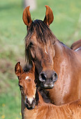 HOR 01 SS0137 01
Head Shot Of Bay Mangalarga Mare And Foal Standing In Pasture