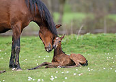 HOR 01 SS0138 01
Bay Mangalarga Mare Nuzzling Newborn Foal In Pasture