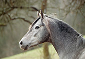 HOR 01 SS0139 01
Head Shot Of Gray Mangalarga Horse Standing In Pasture