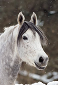 HOR 01 SS0140 01
Head Shot Of Gray Mangalarga Horse Standing In Snow