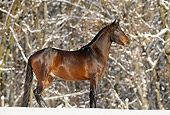 HOR 01 SS0141 01
Dark Bay Mangalarga Horse Standing In Snow