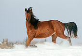 HOR 01 SS0142 01
Bay Mangalarga Horse Trotting In Snow