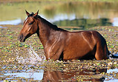 HOR 01 SS0143 01
Bay Mangalarga Horse Wading In Pond